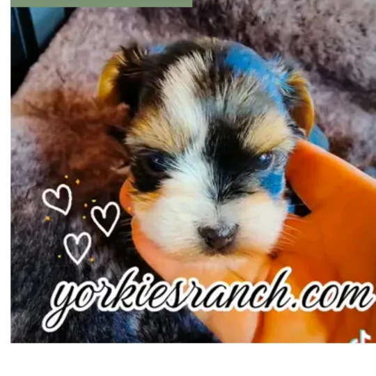 yorkiesranch