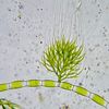 microkarma