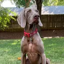 @lucytheweim