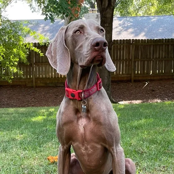 lucytheweim