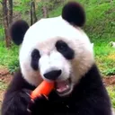 @pandas261