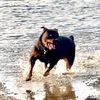 rugerrottweiler