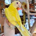@rainblossombirds