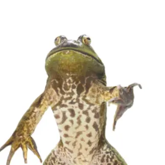 meeon_n