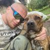 pitbulltiger