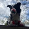 pepsikittey