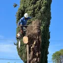 @fidel_treeexperts