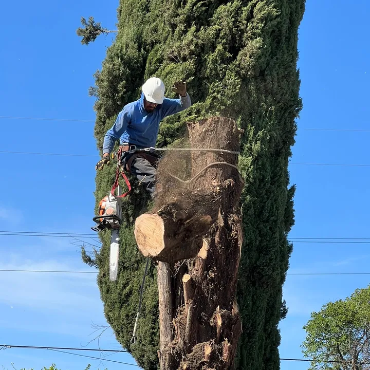 fidel_treeexperts