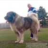 jozo.dogs