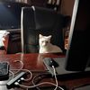 kodas_404