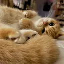 @sunkittencats