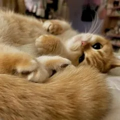 sunkittencats