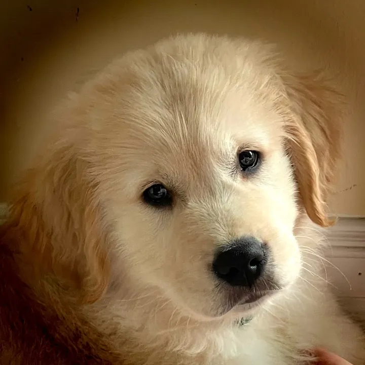 ourgoldenboyfinn