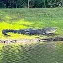 @fl_redneck_guy