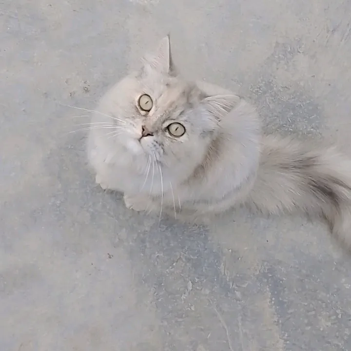 cutelilly10