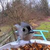 birdfeedercamny