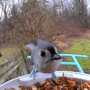 @birdfeedercamny
