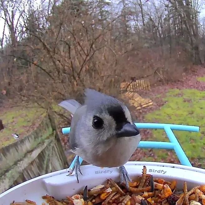 @birdfeedercamny