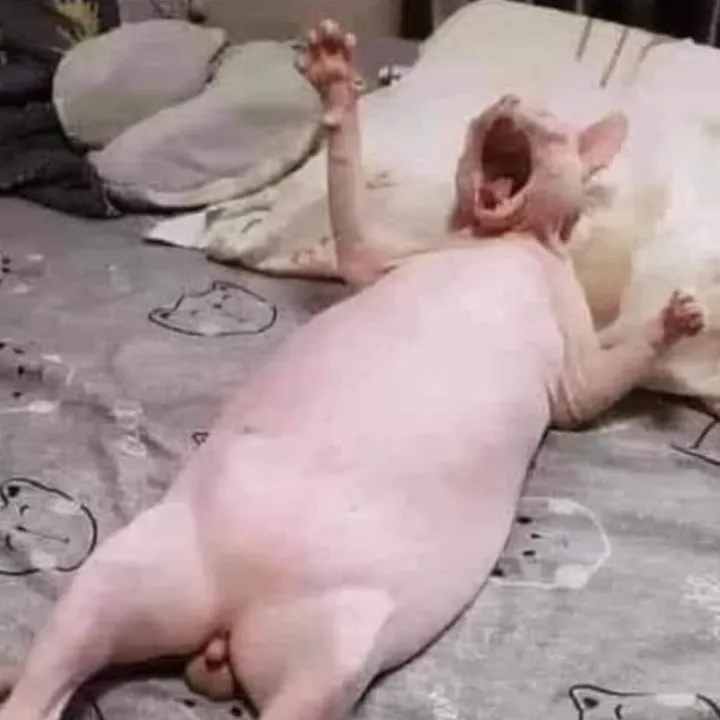 doggystylefries3