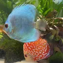 @freshwaterfriends