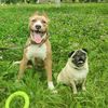 pitbulfred