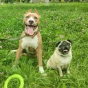 @pitbulfred