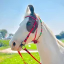 @marwarihorseracing