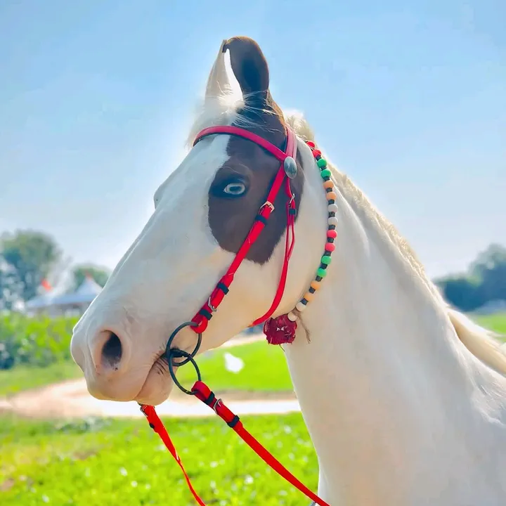 @marwarihorseracing