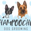shampoochesmiddlesbrough