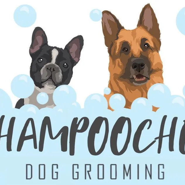 shampoochesmiddlesbrough