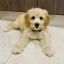 @elbandidodemax