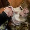 steve.loves.anima