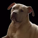 @plugggodfather