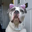 @starlight_the_xl_bully