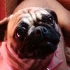 moli_pug