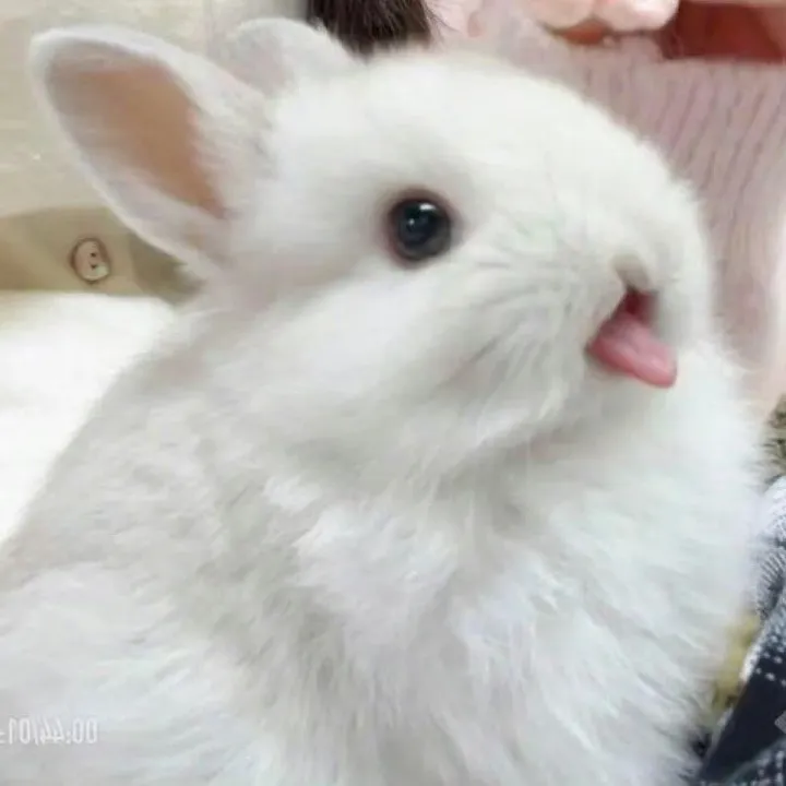 _bunn11_