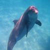 shellisland_dolphintours