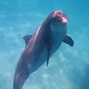 @shellisland_dolphintours