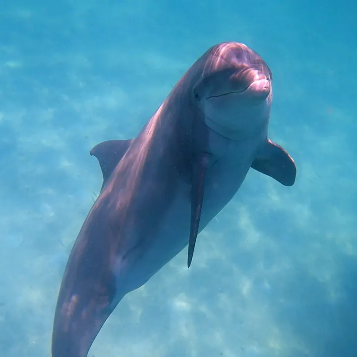 shellisland_dolphintours
