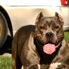 125.bullycamp
