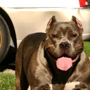 @125.bullycamp