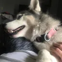 @angelofdark_animallover