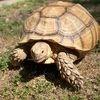 otisthetortoise