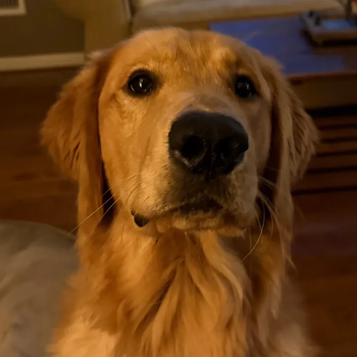 @thelifeofcharliegolden