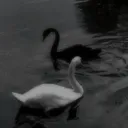 @swans.5