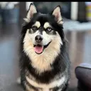 @zeus.the.pomsky