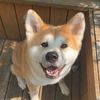 the.akita.yuki