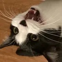 @kitty.cats.0o0