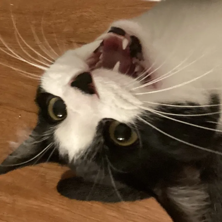 @kitty.cats.0o0