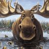 moosing.around